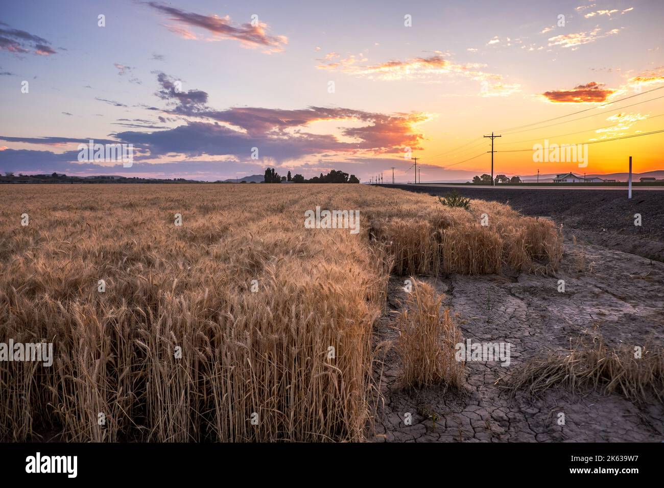 Wheatfield at Harvest Time, Snake River Valley, Oregon orientale, USA Foto Stock
