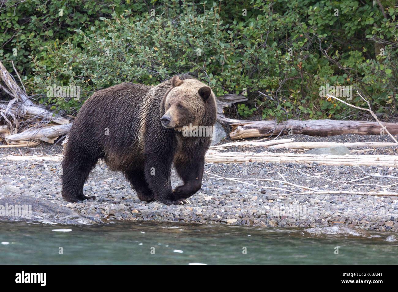 Grizzly orsi lungo il fiume Chilko Foto Stock