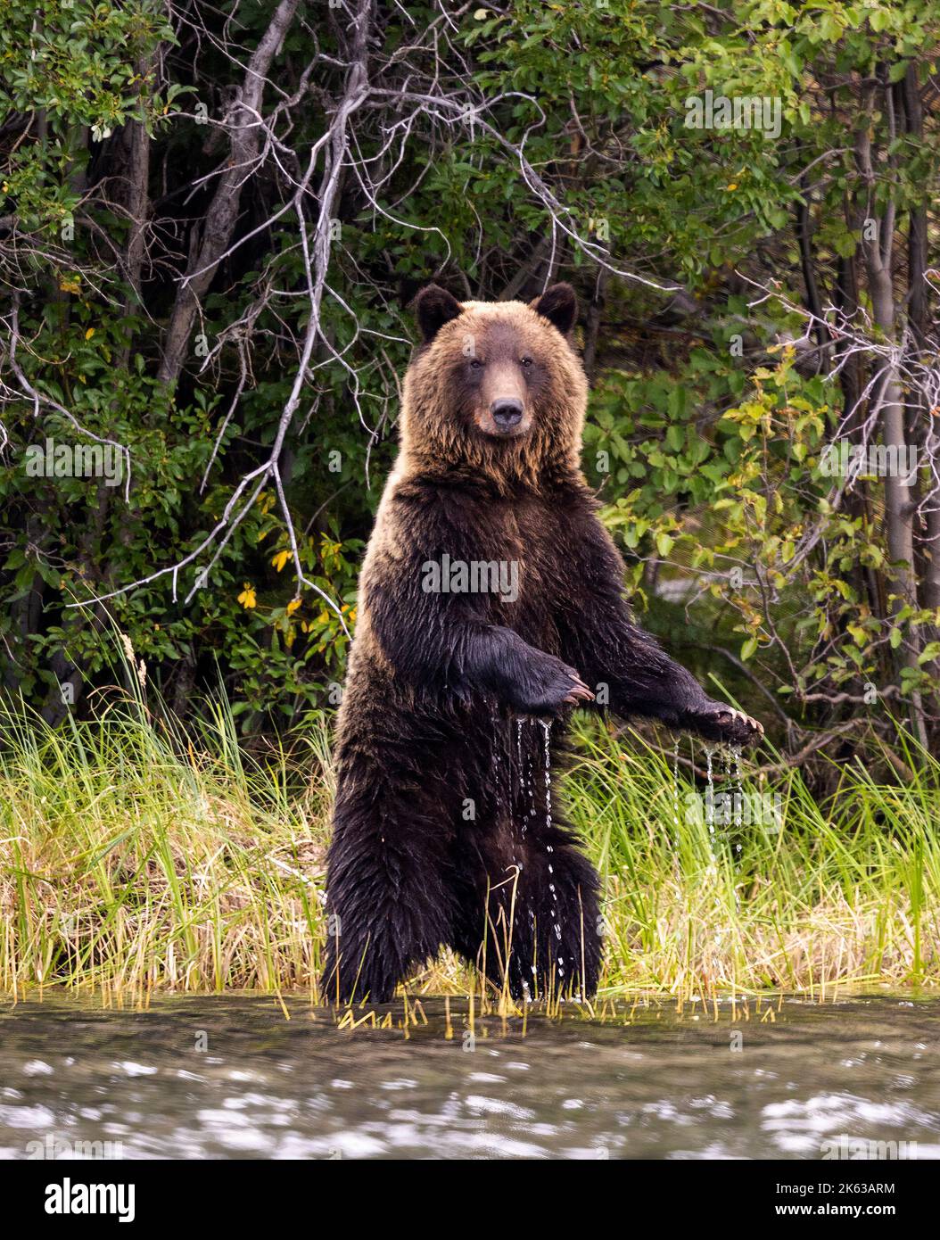 Grizzly orsi lungo il fiume Chilko Foto Stock