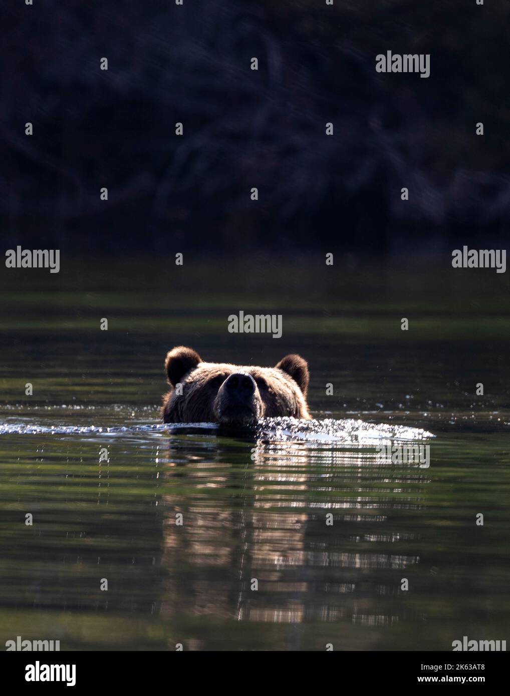 Grizzly orsi lungo il fiume Chilko Foto Stock