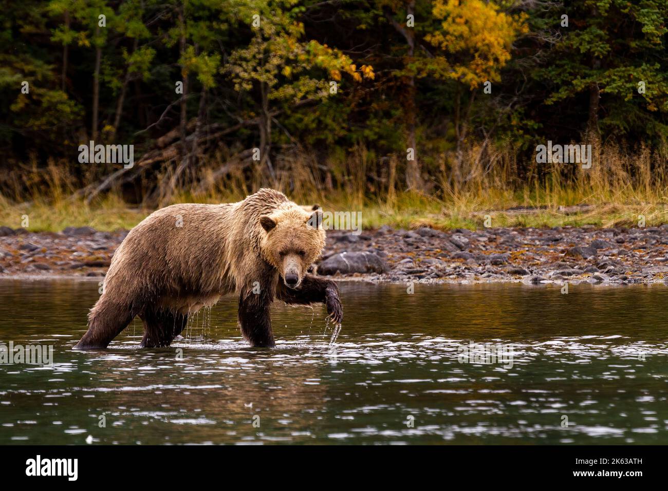 Grizzly orsi lungo il fiume Chilko Foto Stock