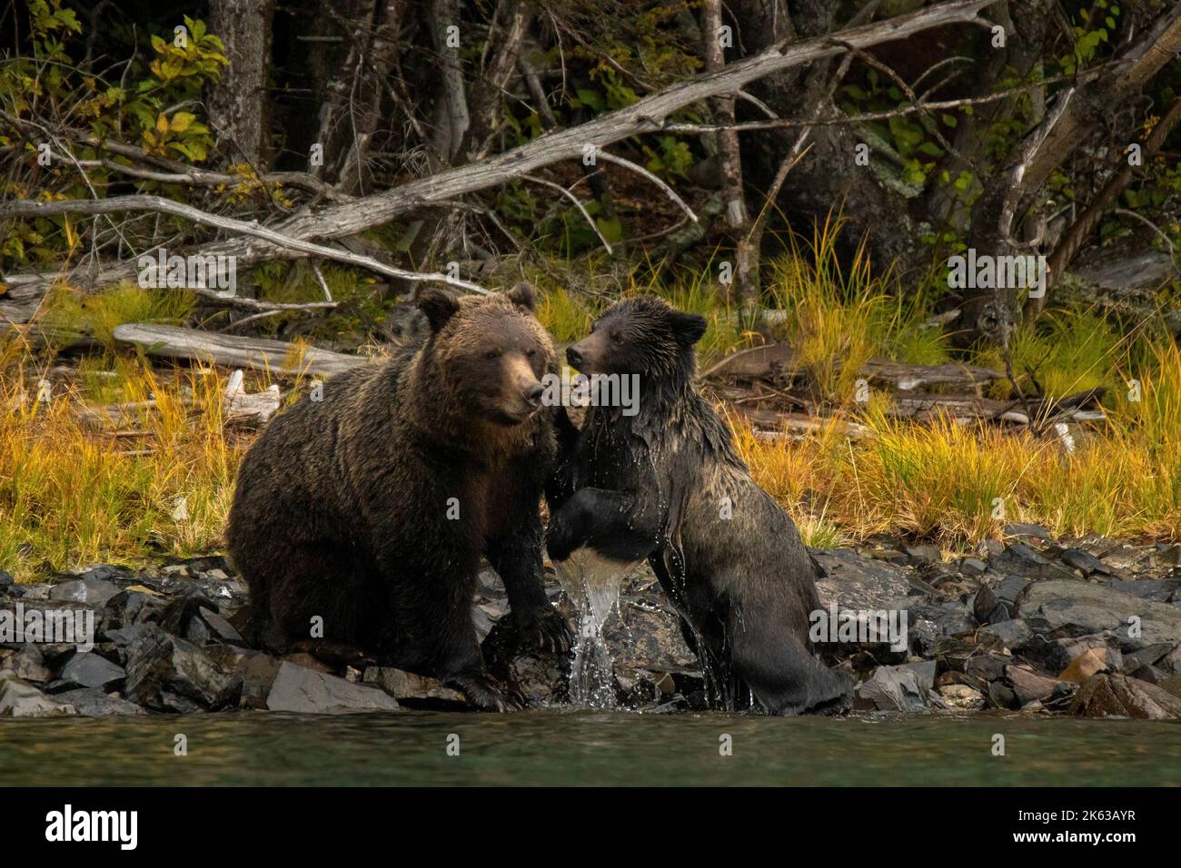 Grizzly orsi lungo il fiume Chilko Foto Stock