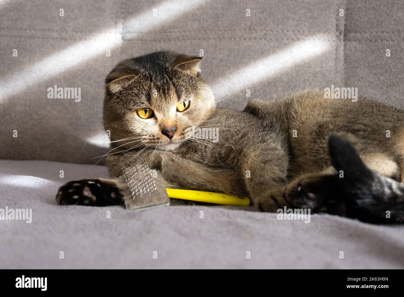 Il bellissimo gatto scozzese ripiegato si trova su un divano grigio con una spazzola per pettinare la lana Foto Stock