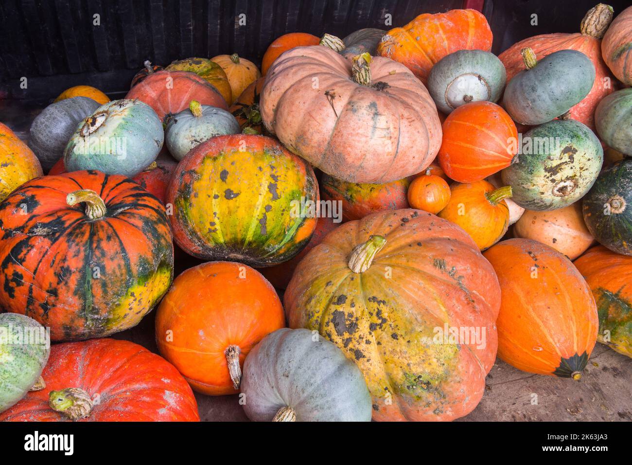 Esposizione di zucche, zucche e cortine a fiera di campagna - le Petit-Pressigny, Indre-et-Loire (37), Francia. Foto Stock