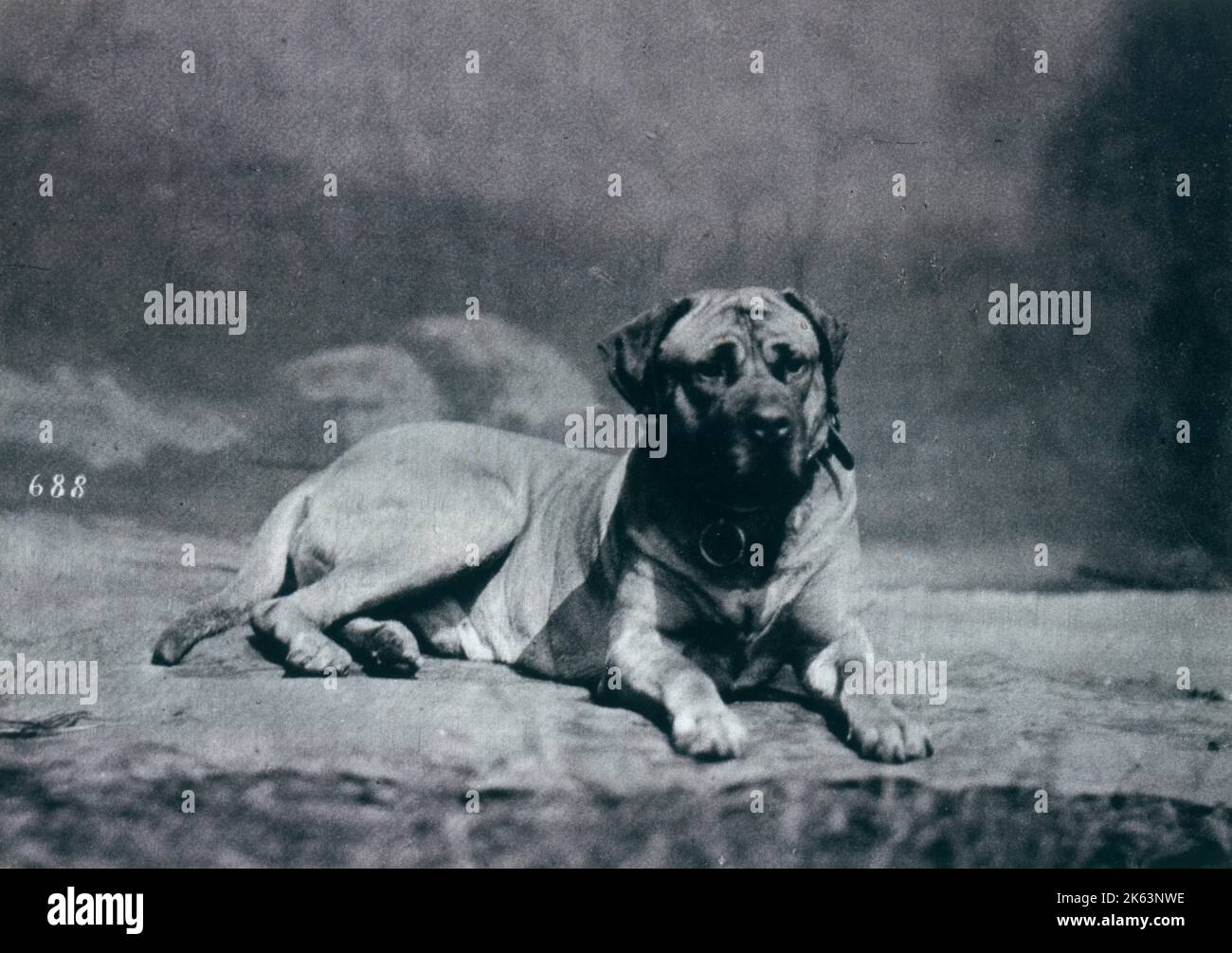 Cane "CHAMPION-COLONEL" di proprietà di Richard Alston Foto Stock