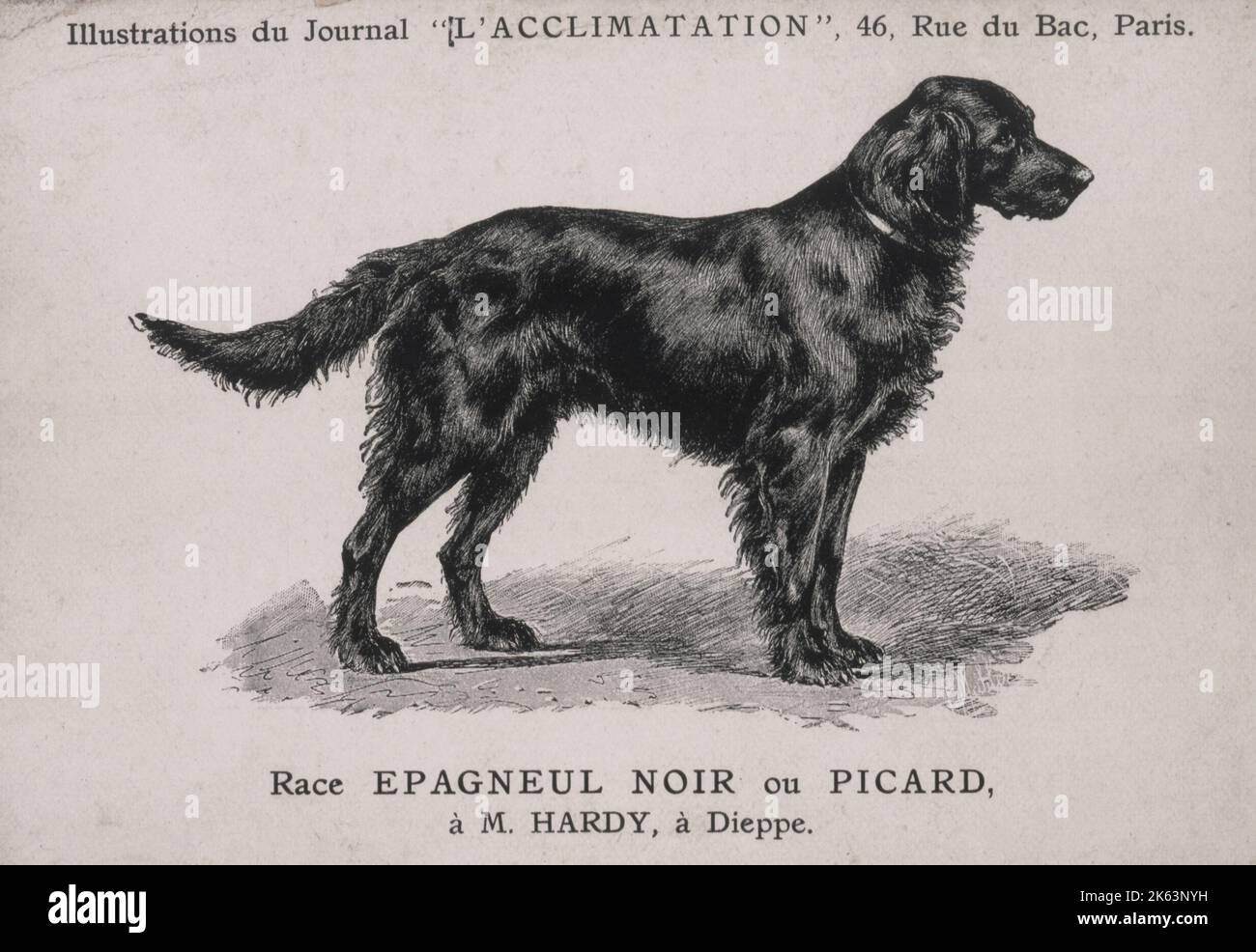 Cane in piedi. Coda lunga. Foto Stock