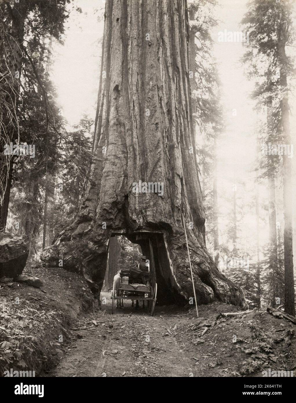 Wawona, gigantesco albero di mare, con carrozza che passa attraverso, Mariposa Grove, California. Vintage 19th ° secolo fotografia. Foto Stock