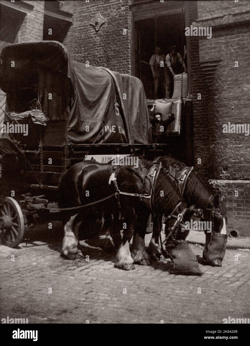 C.1930s - dray cavalli a Londra con nosebags Foto Stock