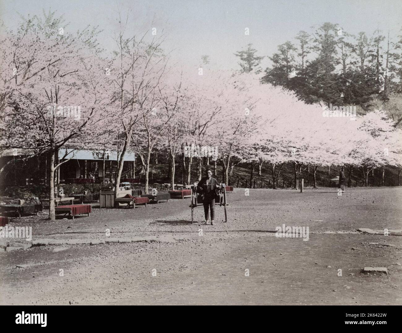 Risciò e fiori di ciliegia nel Parco Ueno, Tokyo. Vintage 19th ° secolo fotografia. Foto Stock