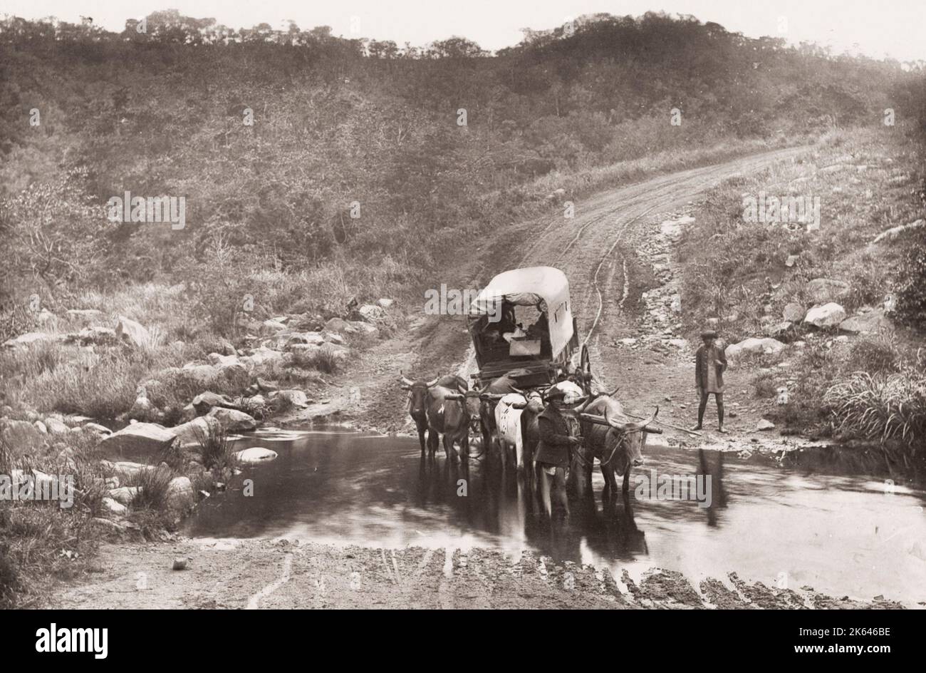 Fotografia d'epoca del XIX secolo: Treno di carri di bue che attraversa una deriva, strada per Umzinto, Natal, Sudafrica. Foto Stock