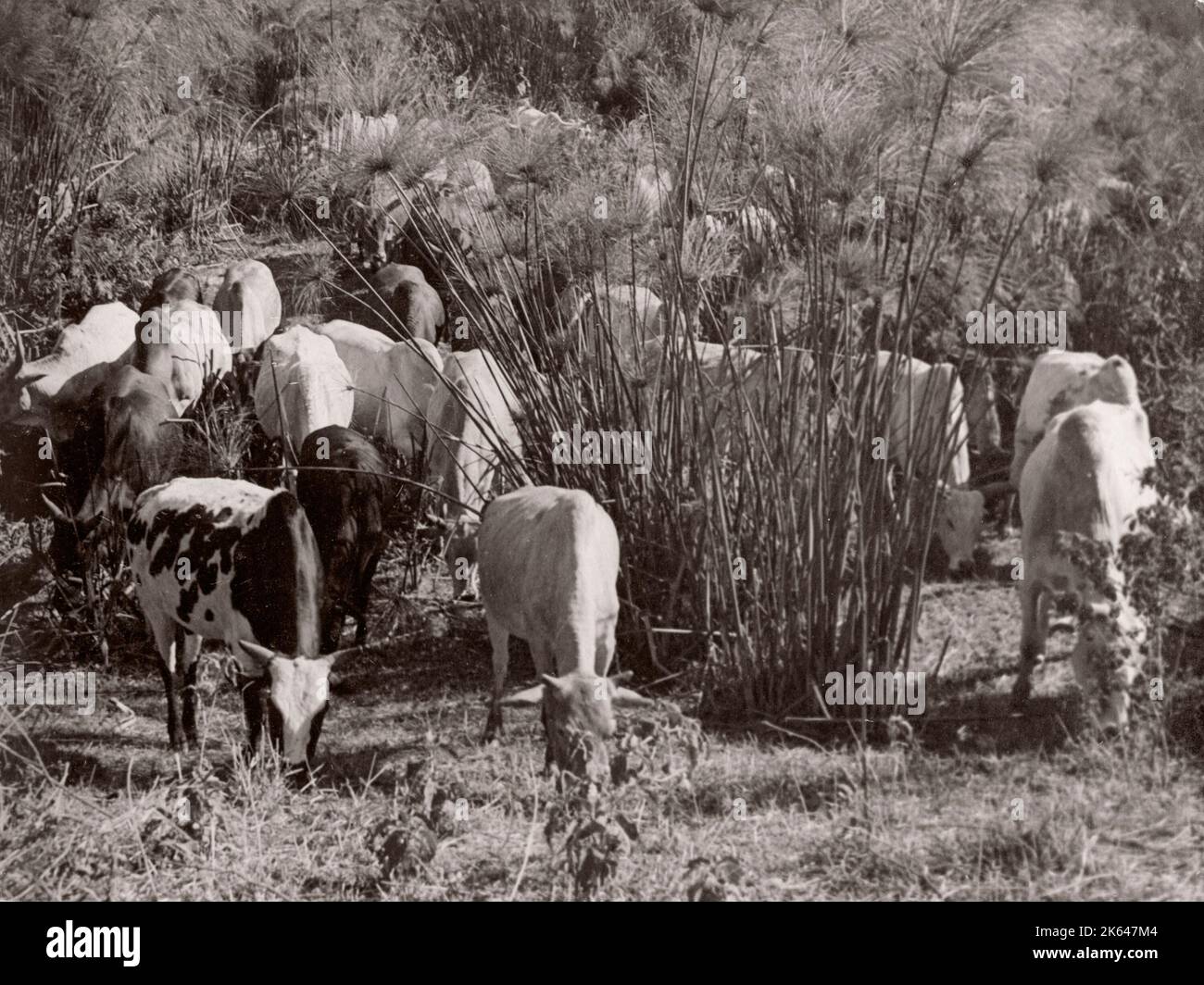 1940s Africa orientale - fotografia di bovini da cross-bred africani nativi di un ufficiale di reclutamento dell'esercito britannico di stanza in Africa orientale e in Medio Oriente durante la seconda guerra mondiale Foto Stock