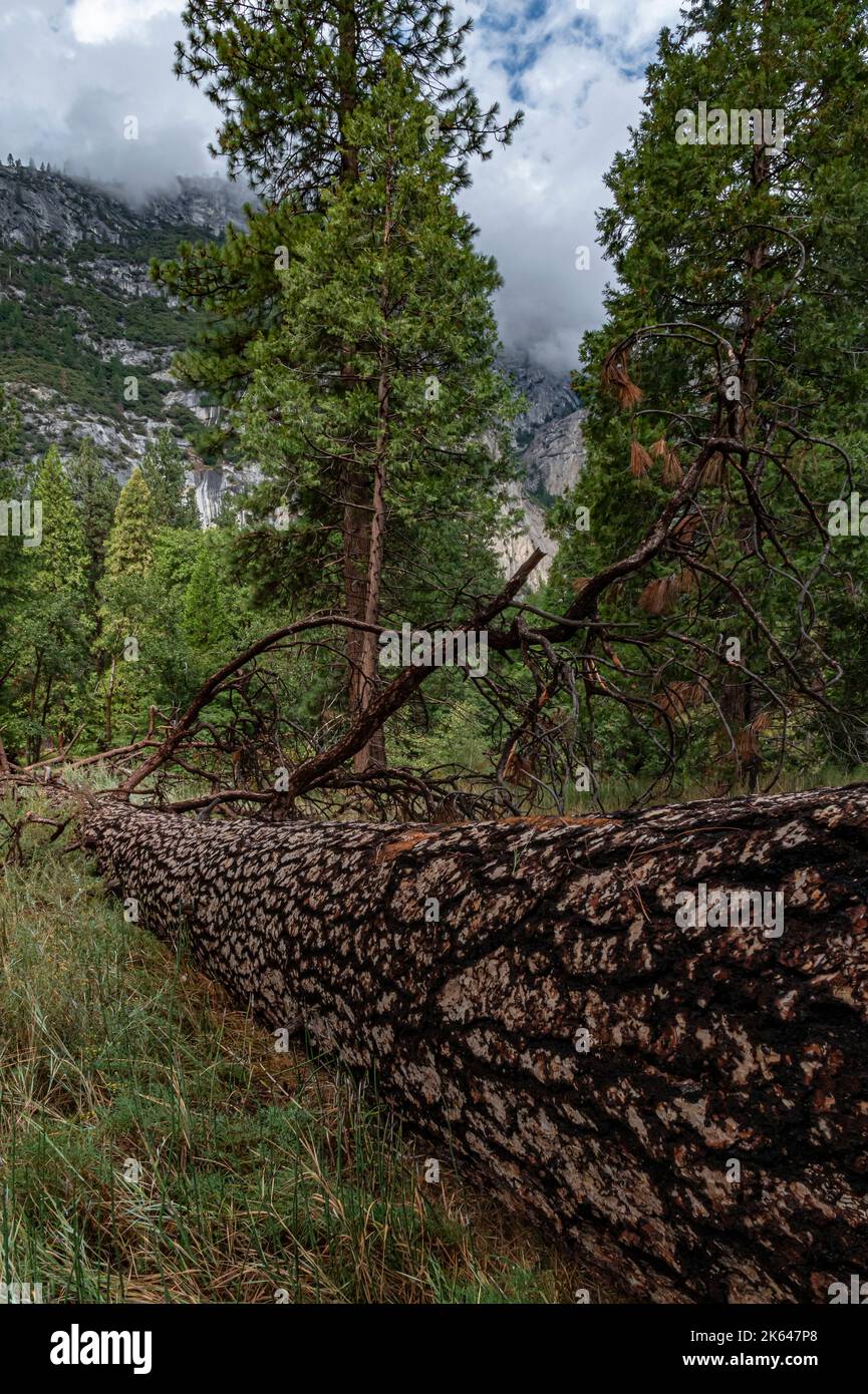 Un grande Pino Poderosa (Pinus poderosa) è caduto e molto lentamente torna il suo essere sulla terra, Yosemite Valley, Yosemite National Park, California Foto Stock