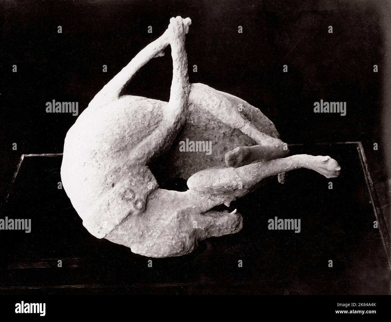 C.1880s Italia Pompei - calco in gesso, cadavere di cane Foto Stock