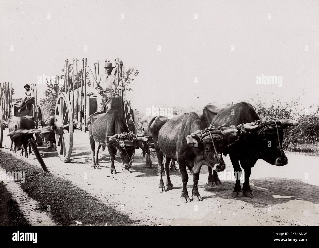 c.1900 Fotografia - Cuba: Agricoltura, paese bue cart Foto Stock