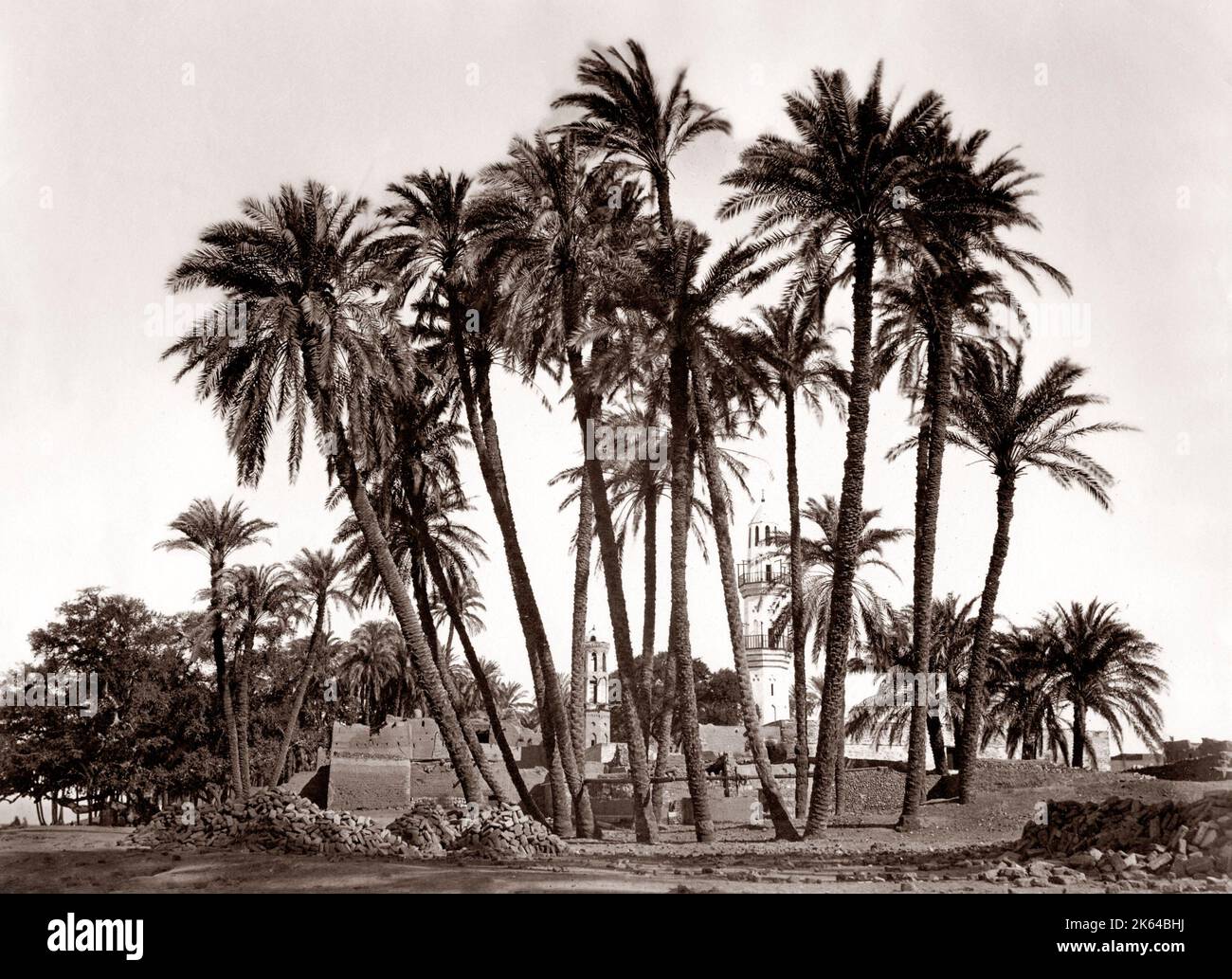 Alberi di Palma di Sheik Abaddeh, Antinopolis, Egitto, c.1880's Foto Stock