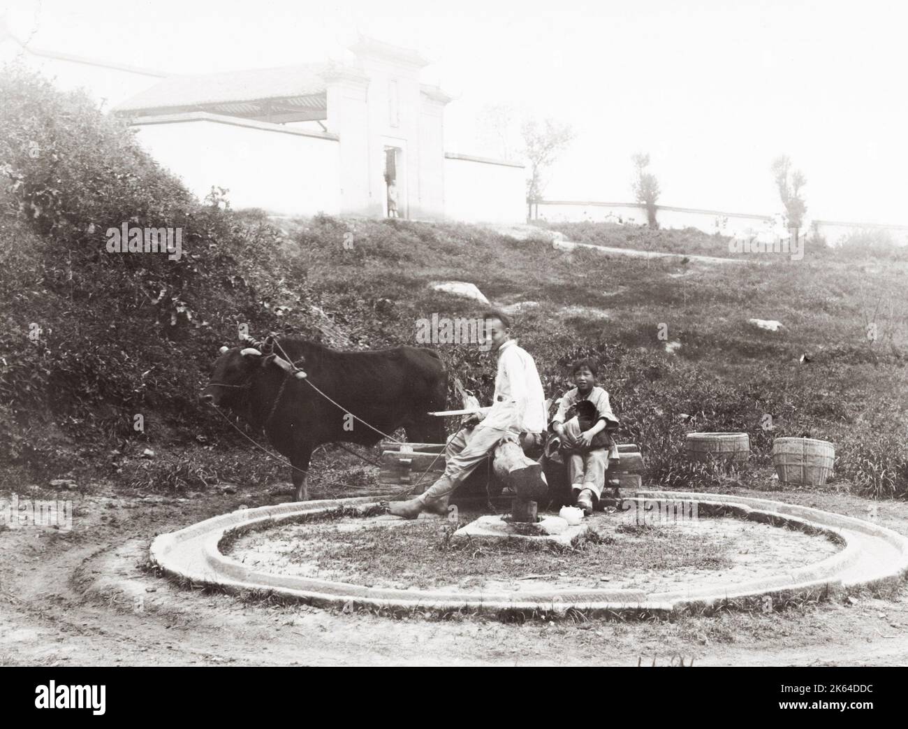 Inizio 20 ° secolo fotografia: Paese vita, bue guidato mola macinazione grano, Cina. Foto Stock