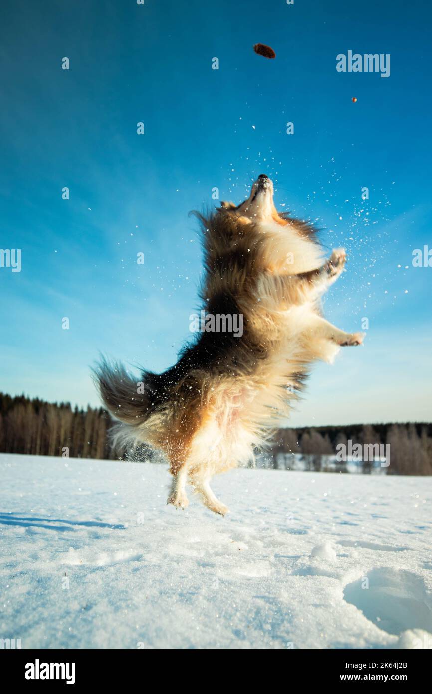Un cane Sheltie (Canis lupus familiaris) che salta nella neve Foto Stock