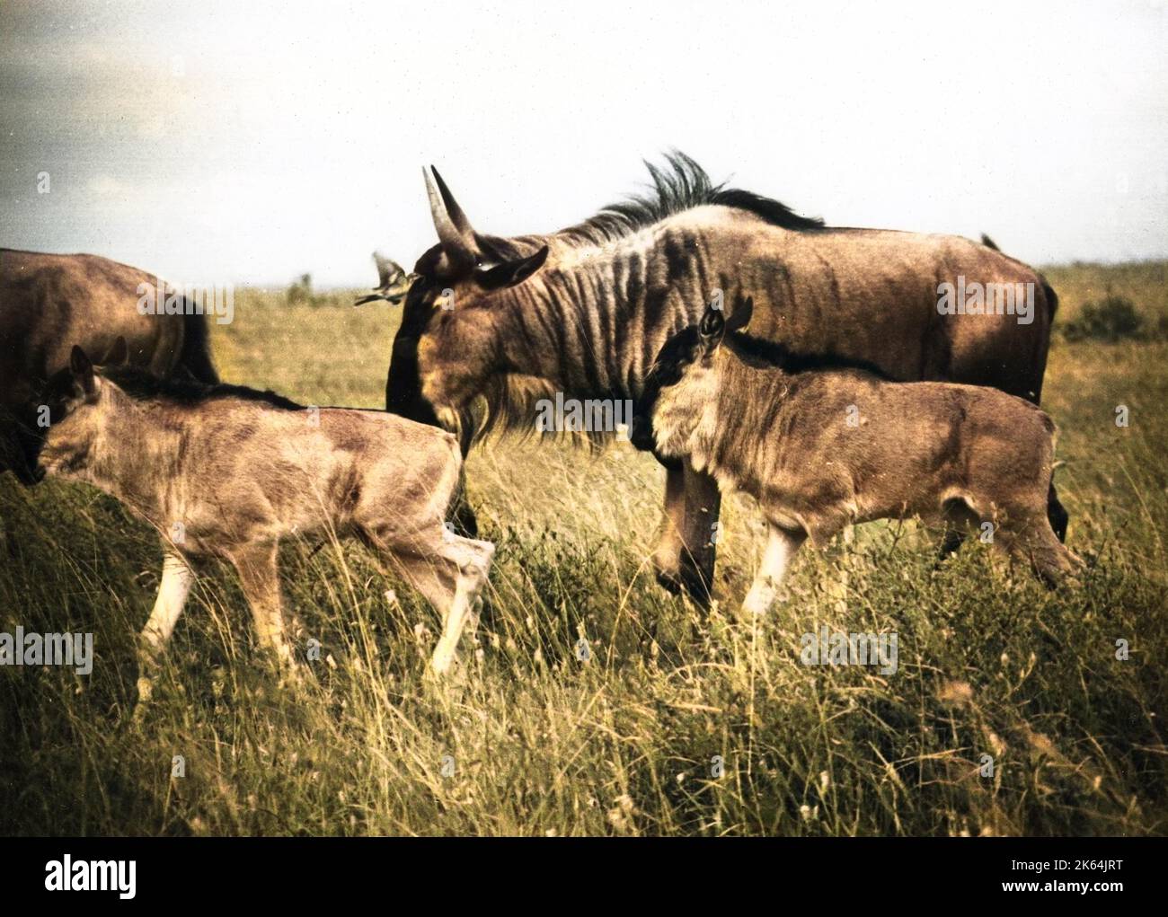 gnu del Kenya, chiamato anche gnu. Un'antilope del genere Connochaetes. Foto Stock