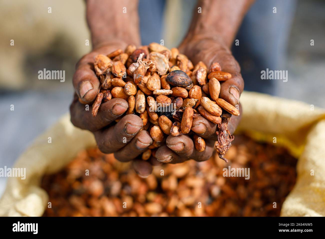 I semi di cacao nelle mani di un agricoltore sullo sfondo dei sacchi. Foto Stock