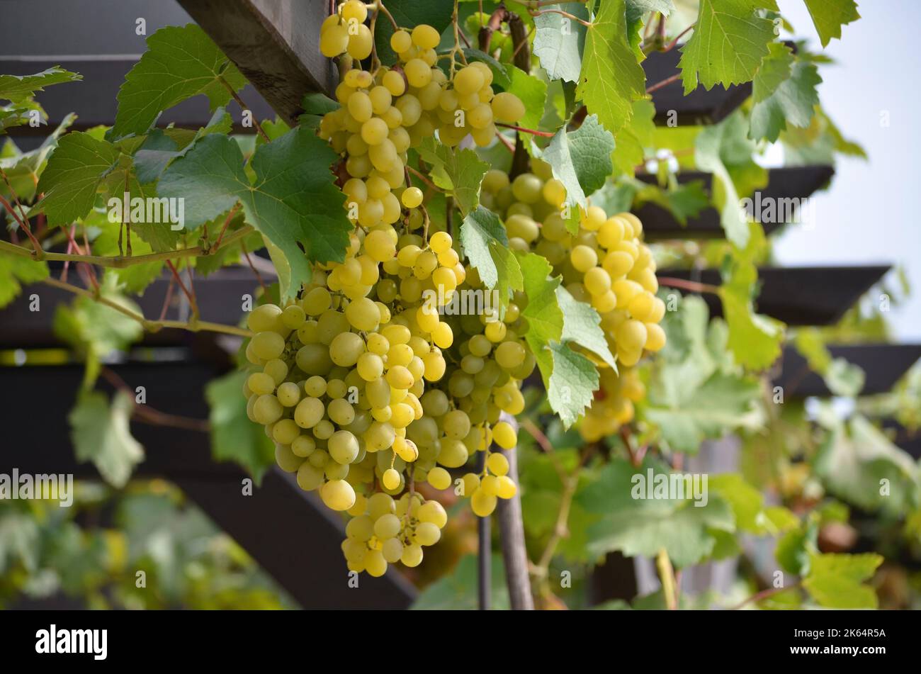 Grappoli di uve bianche da tavola su pergola. Concetto di giardinaggio organico. Foto Stock