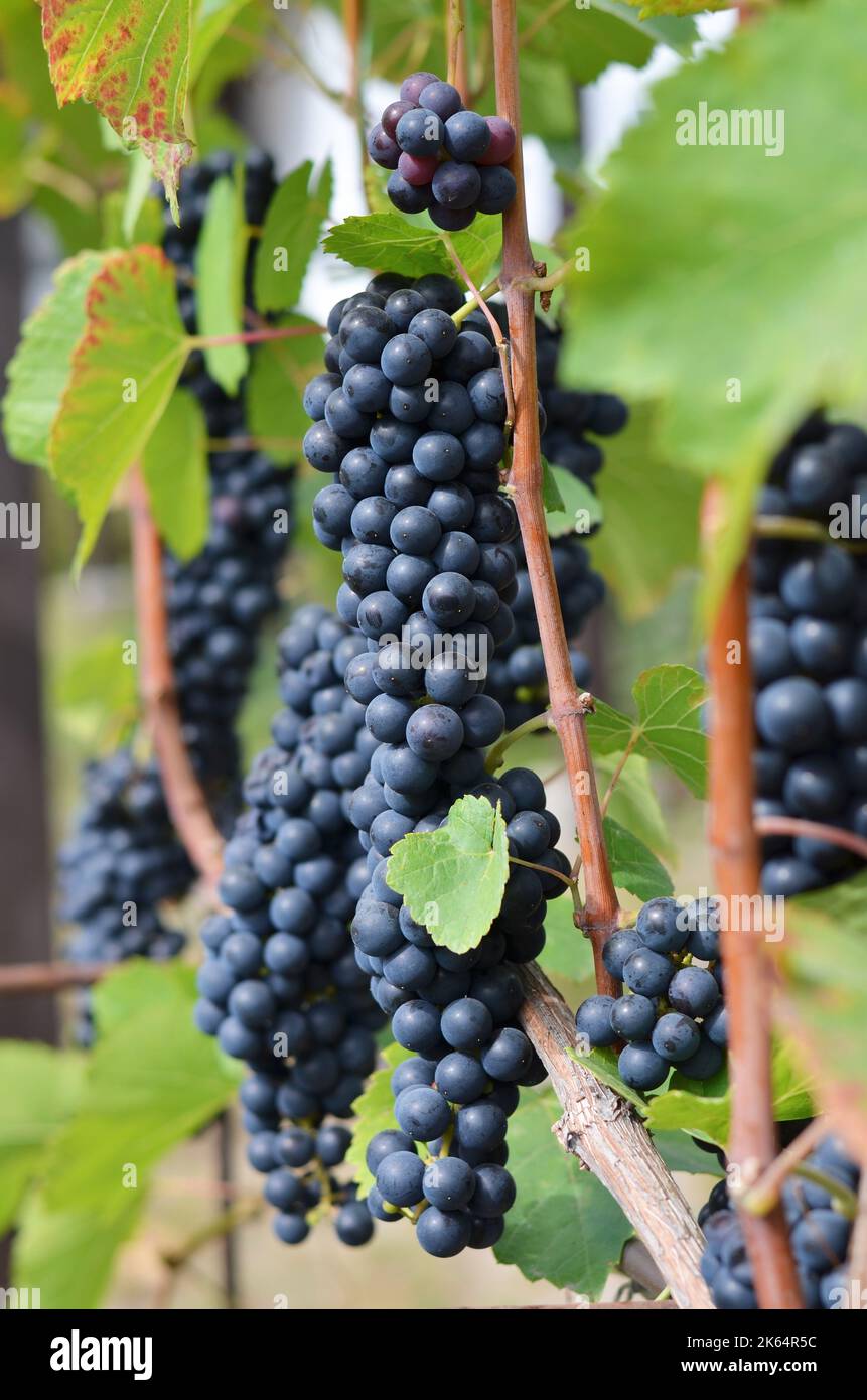 Grappoli d'uva da vino rosso maturi al momento della vendemmia. Concetto di vinificazione. Foto Stock