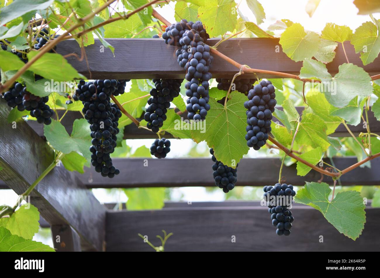 Pergola d'uva immagini e fotografie stock ad alta risoluzione - Alamy