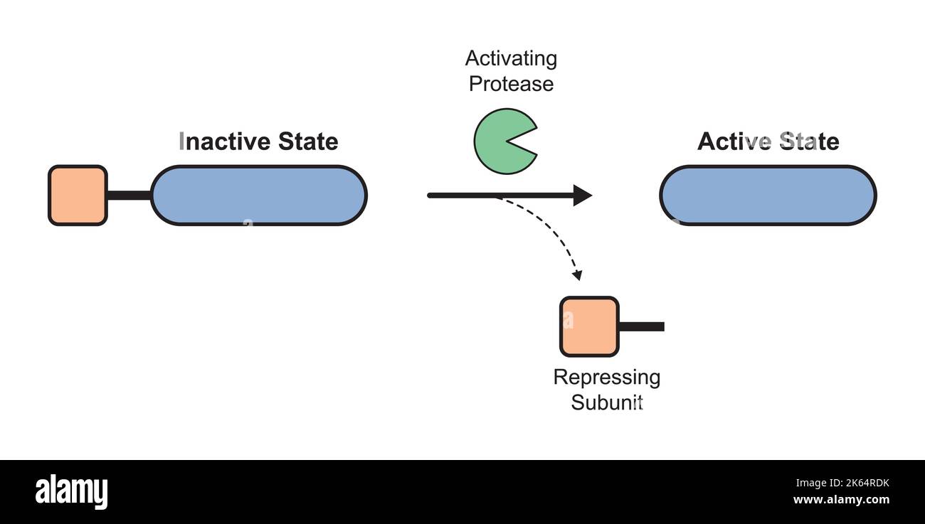 Progettazione scientifica dell'attivazione di zymogen. Simboli colorati. Illustrazione vettoriale. Illustrazione Vettoriale