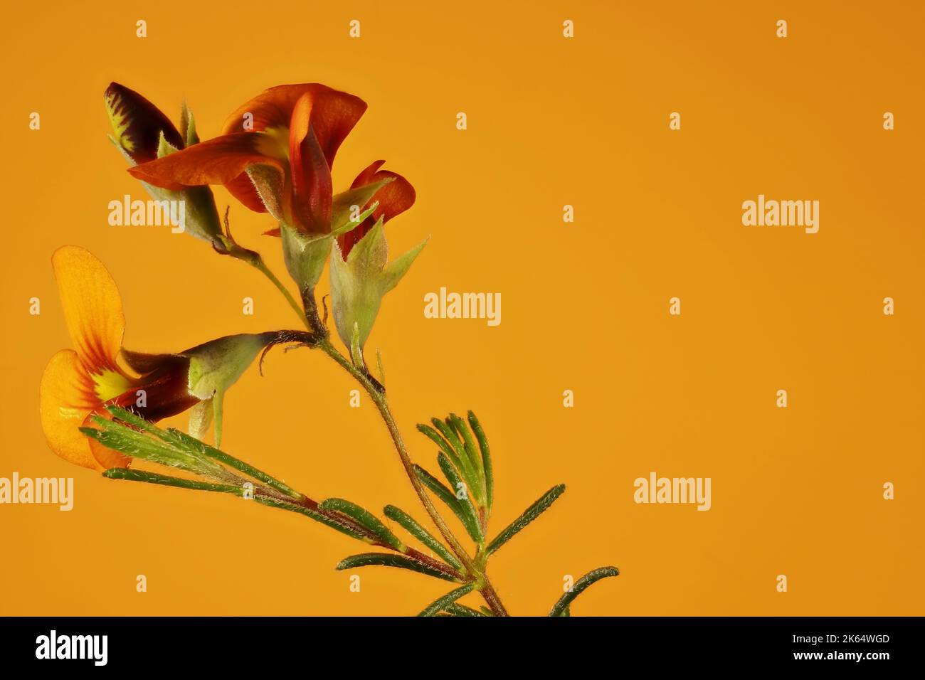 Stelo isolato Pappagallo Rosso (Dillwynia hispida) in fiore, Australia Meridionale Foto Stock