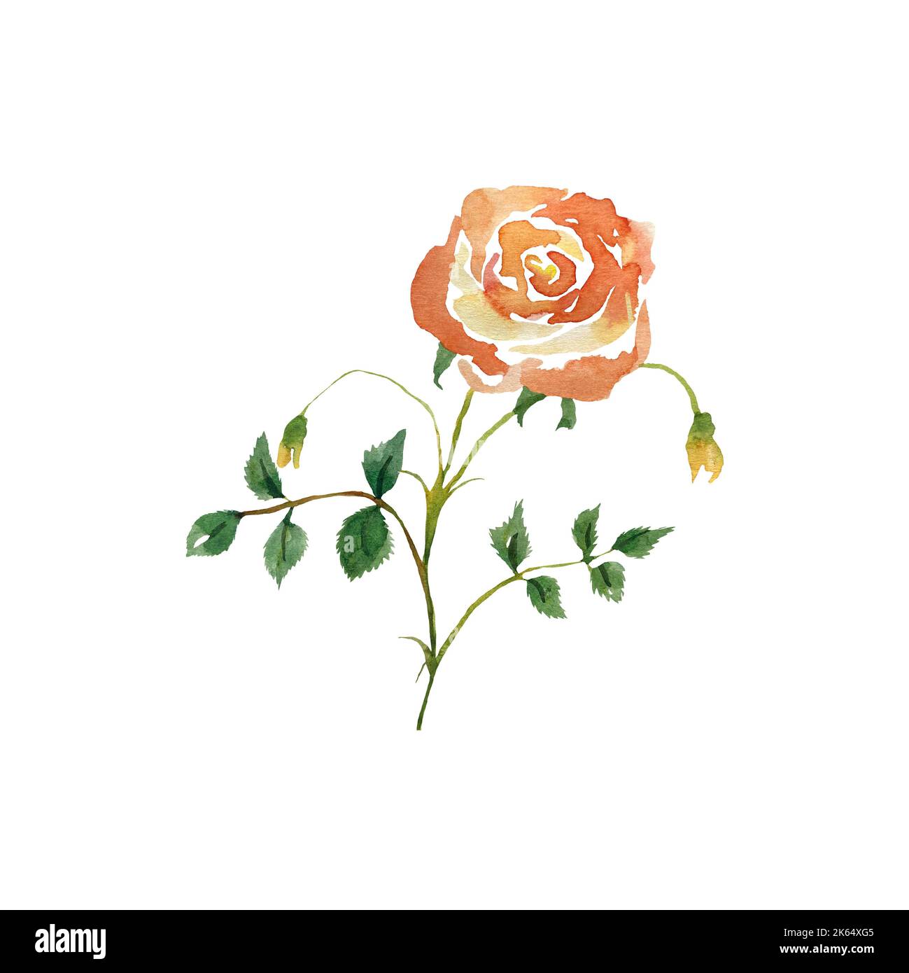 Rosa arancione carino una semplice illustrazione acquerello Foto Stock