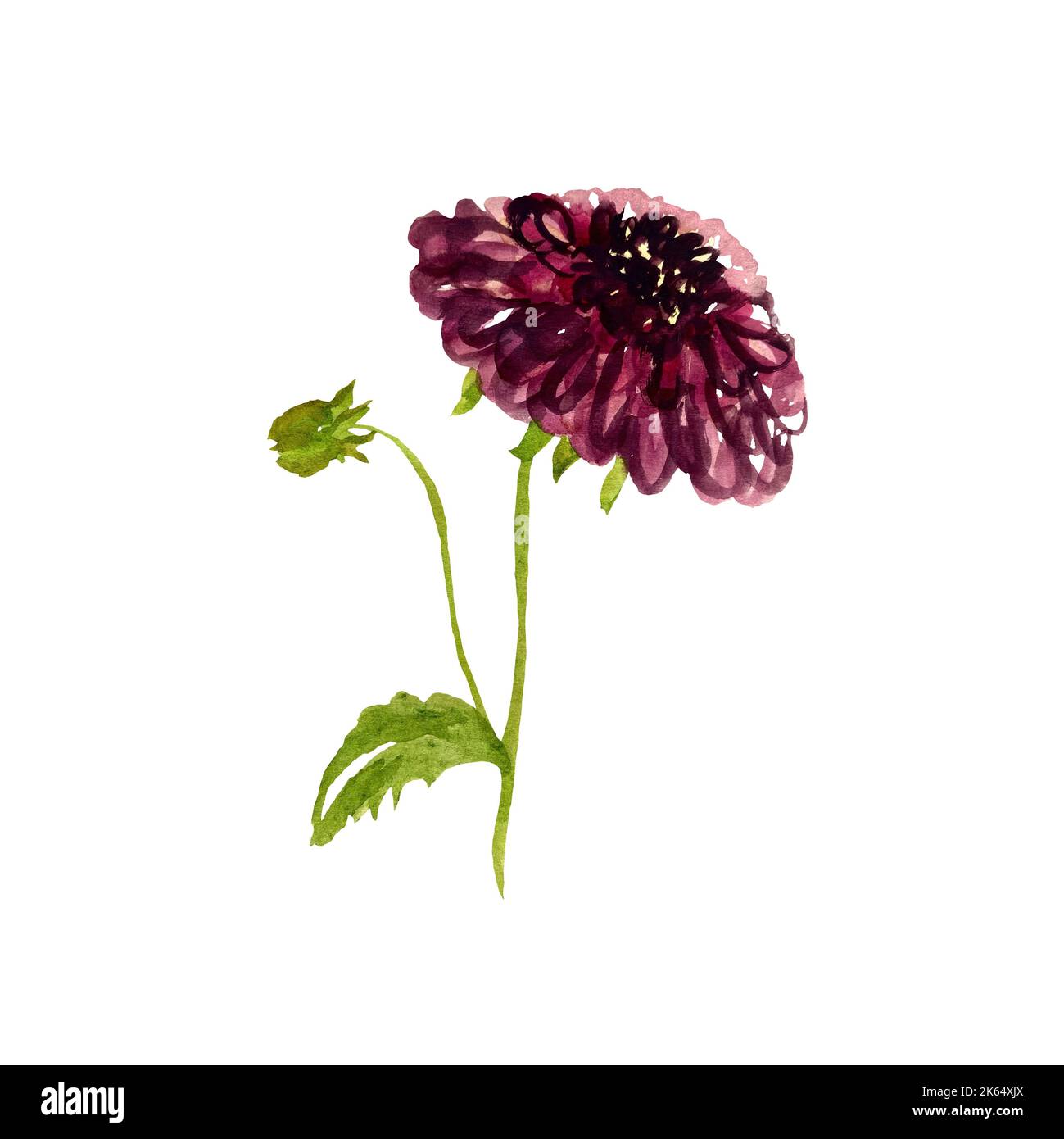 Una bella dahlia con foglie verdi. Disegno di illustrazione di acquerello grazioso e semplice. Utilizzare questa immagine disegnata a mano per biglietti, poster, arredamento per la casa, imballaggio Foto Stock