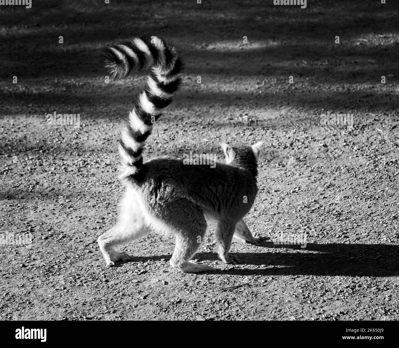 Lemur dalla coda ad anello, zoo di Calgary, Alberta Foto Stock