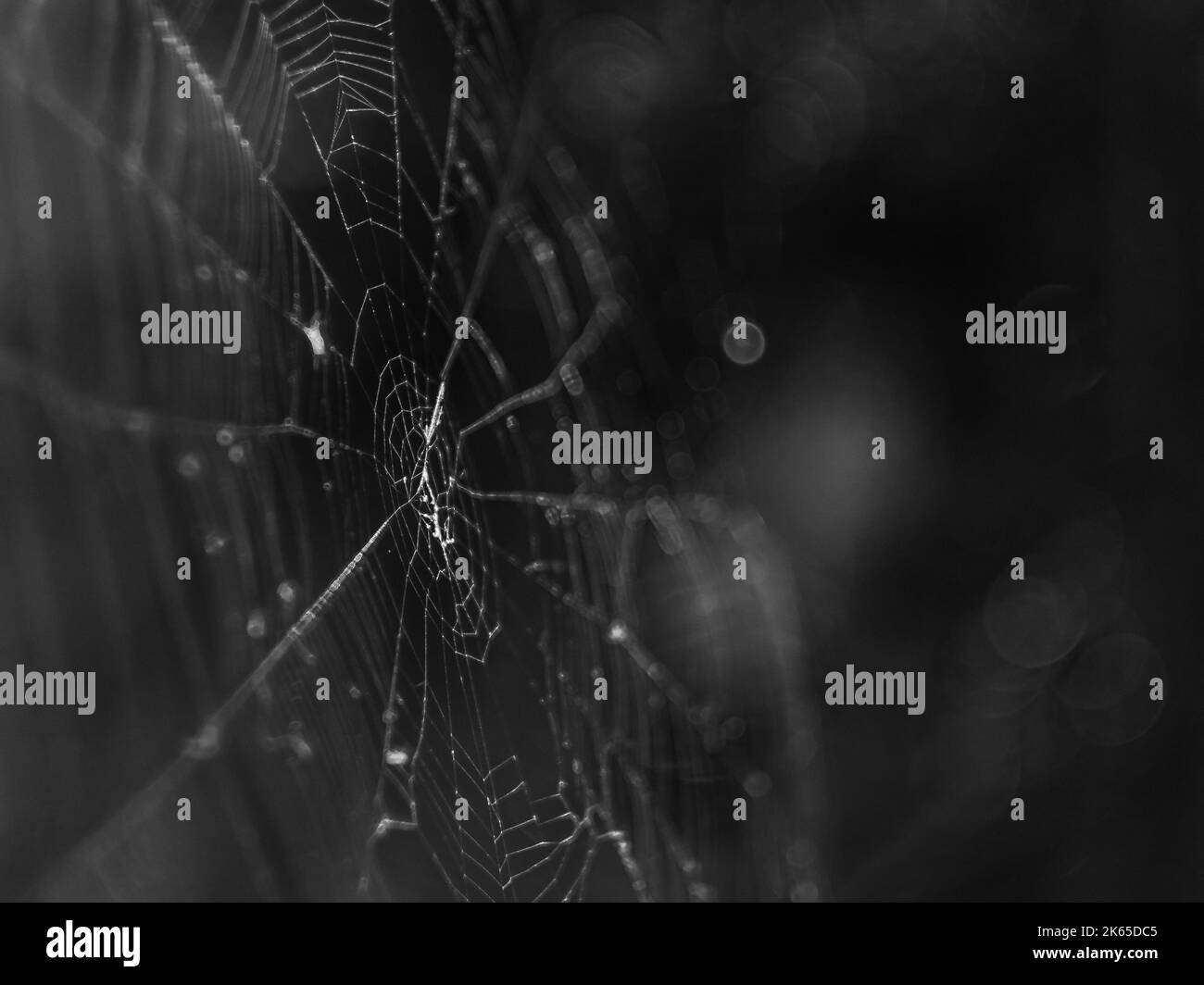 Un primo piano in scala di grigi di una spiderweb spooky con rugiada Foto Stock