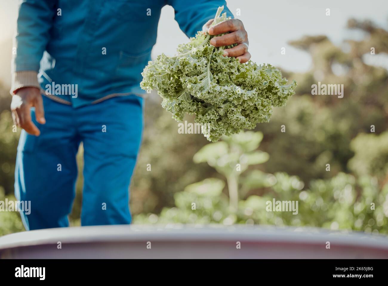 Kale yeah. Un coltivatore irriconoscibile che si alza da solo e che raccoglie kale. Foto Stock