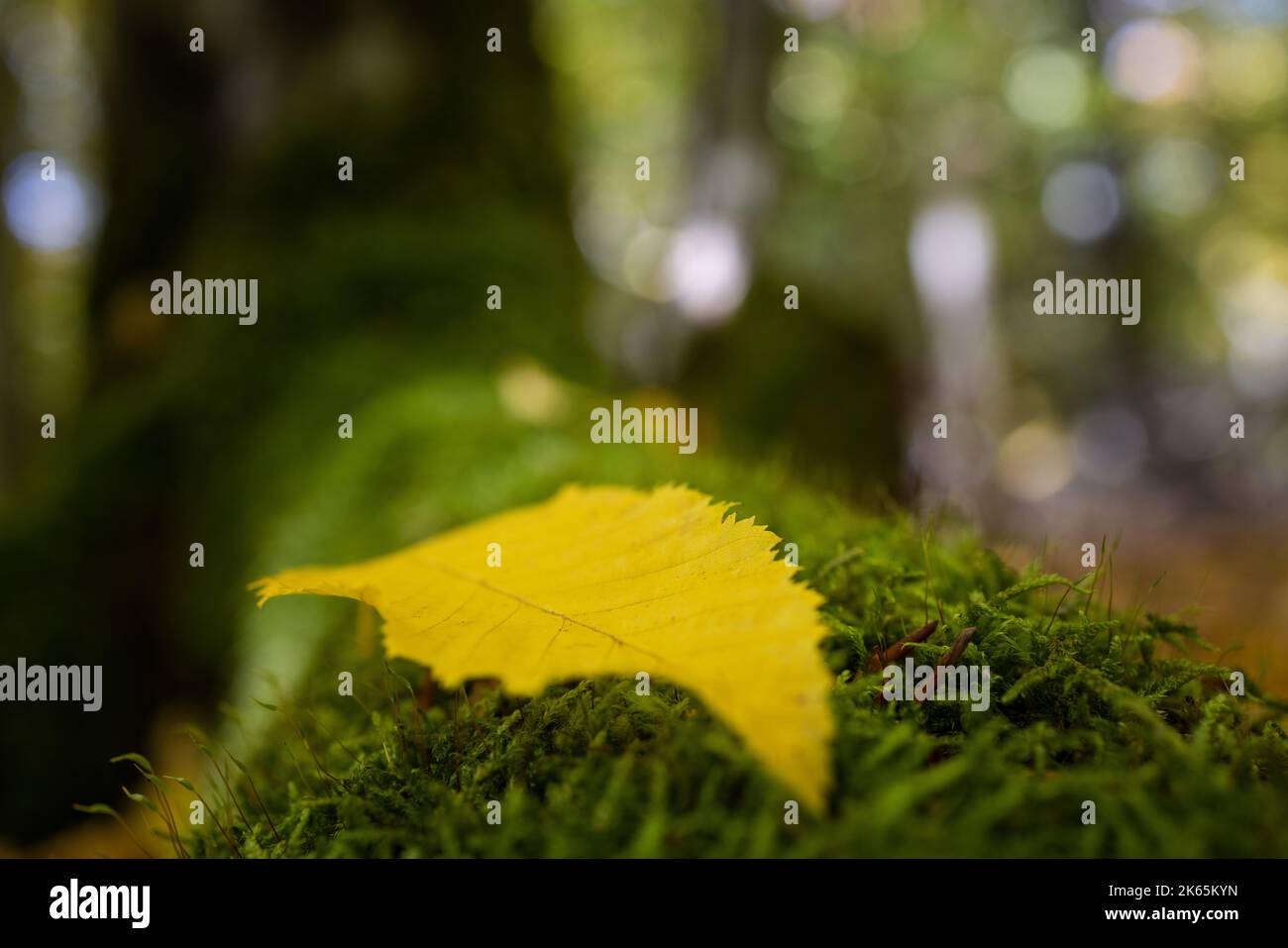 Herbstliche Stimmung im Wald Foto Stock