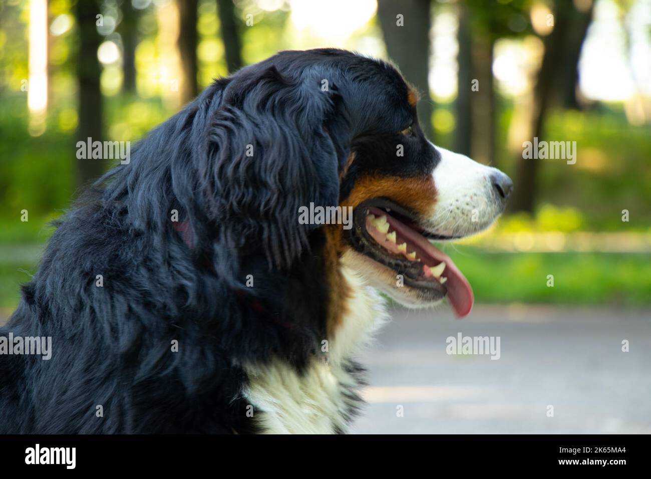 cane di montagna bernese nel parco in estate per passeggiate in ucraina, cane purebred, cane da addestramento Foto Stock