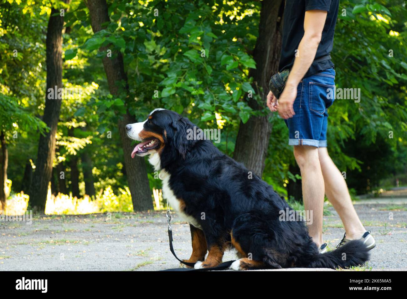 cane di montagna bernese nel parco in estate per passeggiate in ucraina, cane purebred, cane da addestramento Foto Stock