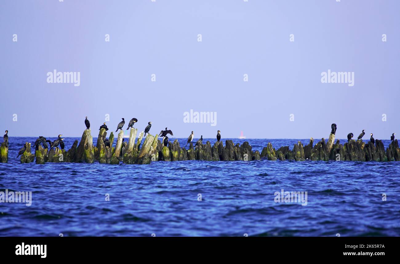 Vari uccelli marini a Usedom sulla costa del Mar Baltico. Foto Stock