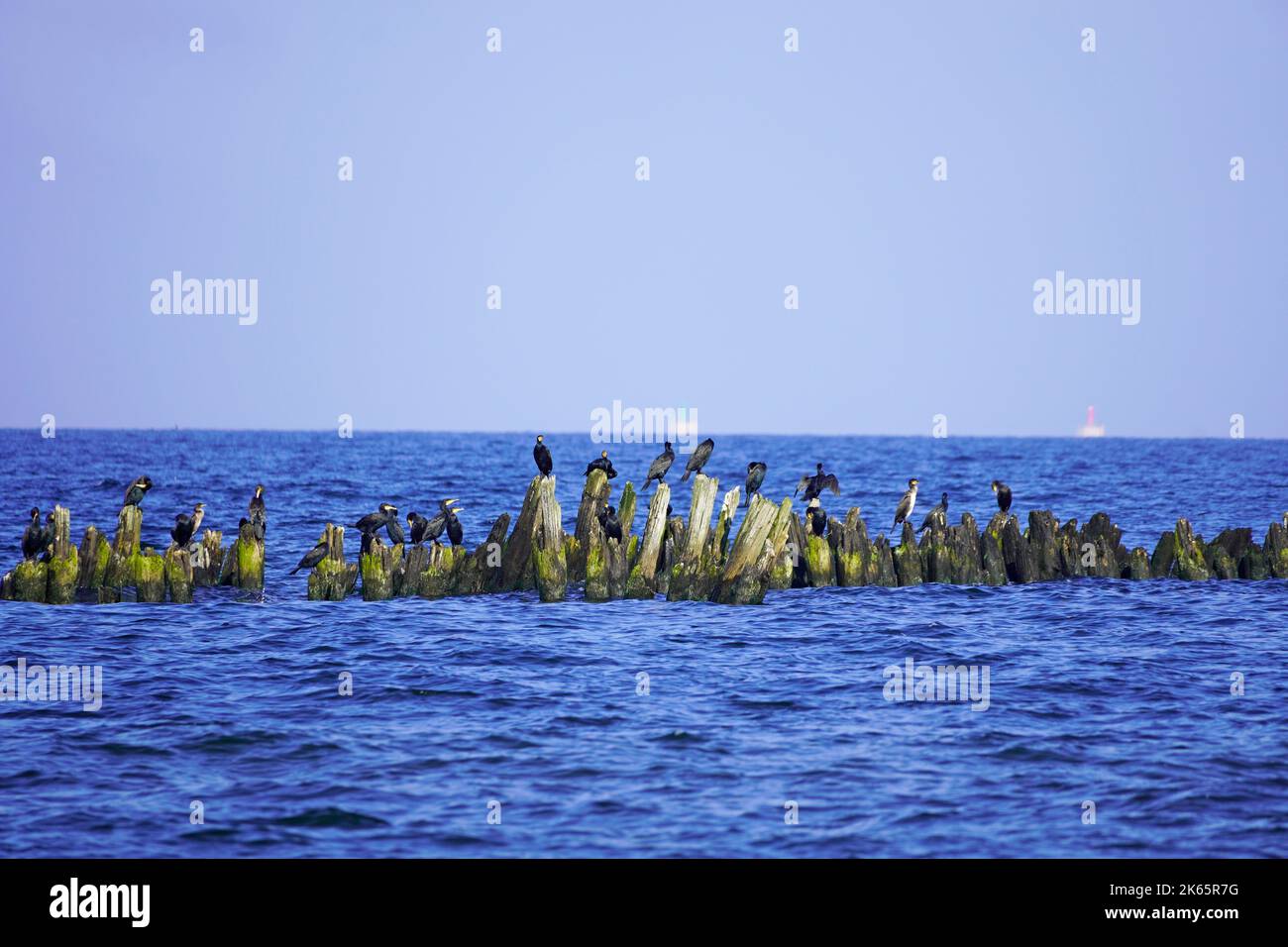 Vari uccelli marini a Usedom sulla costa del Mar Baltico. Foto Stock
