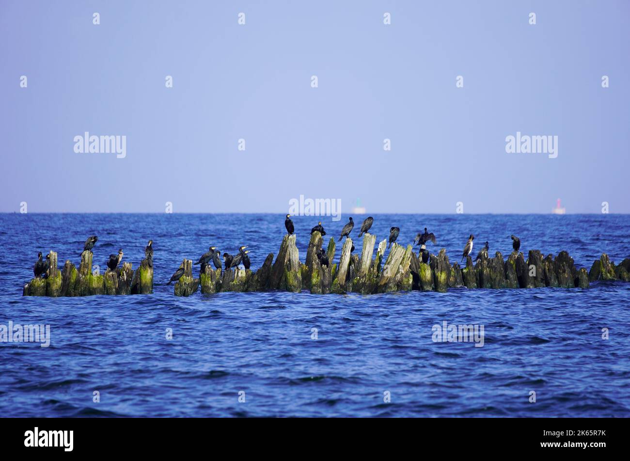 Vari uccelli marini a Usedom sulla costa del Mar Baltico. Foto Stock