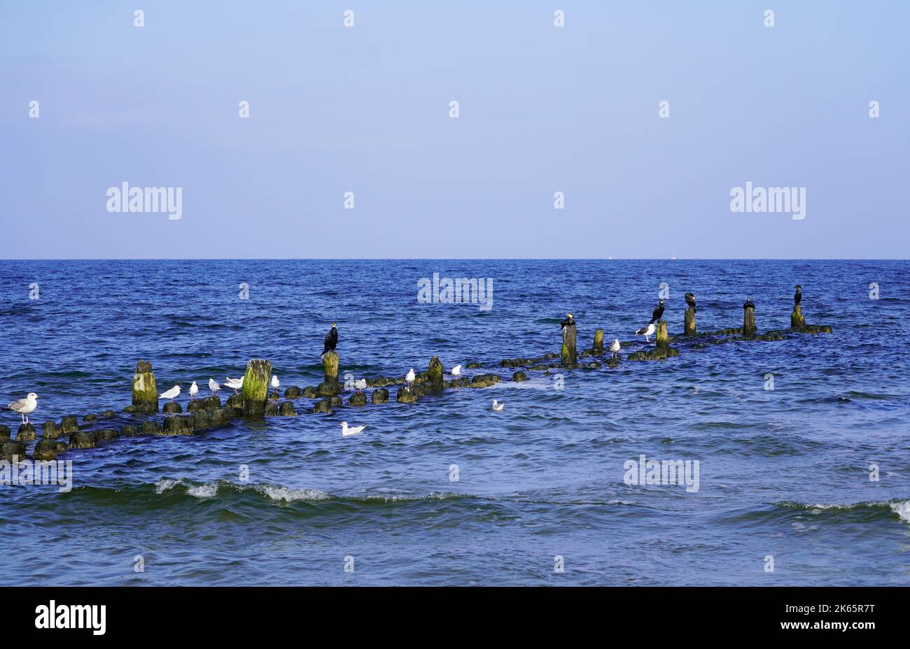 Vari uccelli marini a Usedom sulla costa del Mar Baltico. Foto Stock
