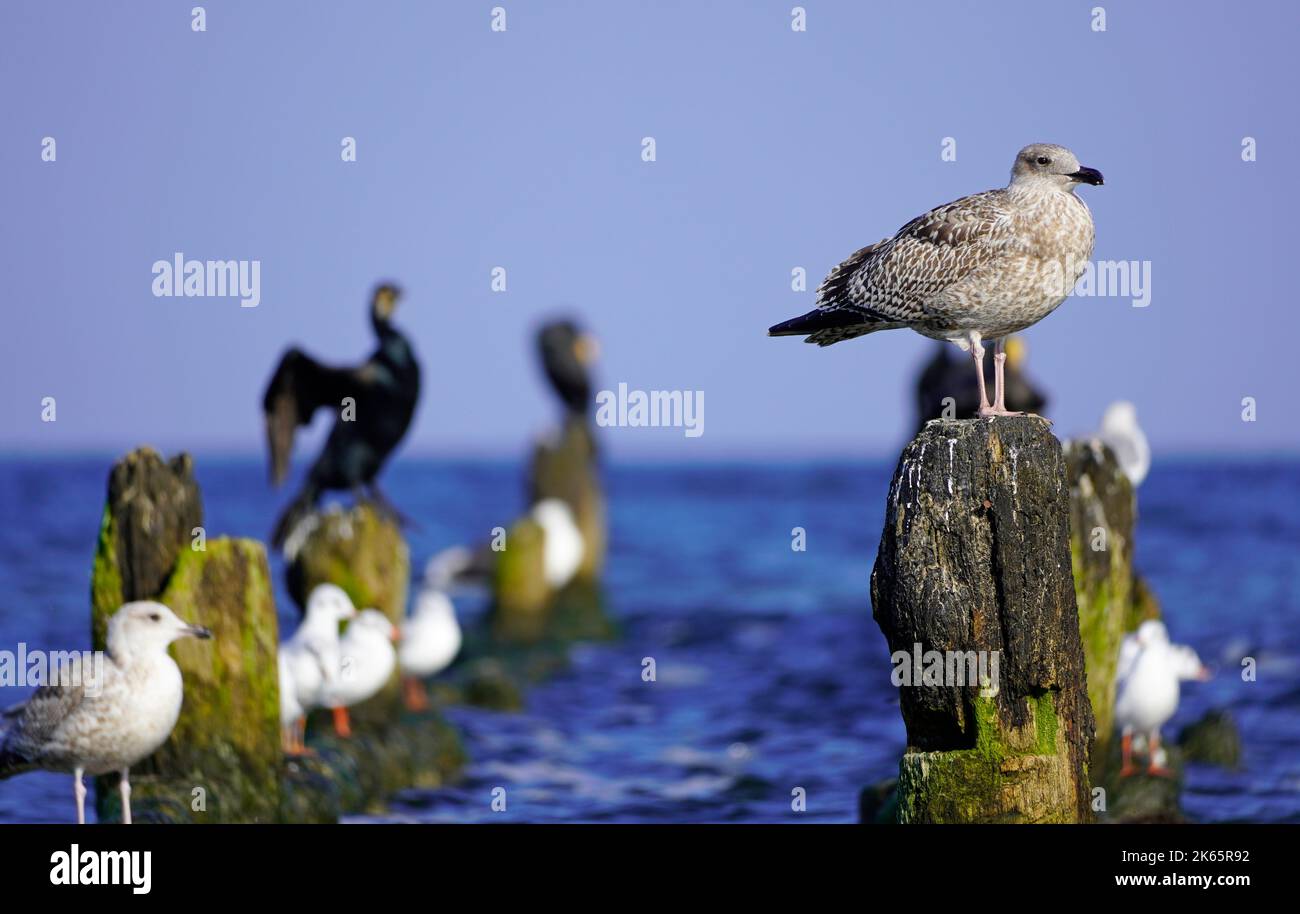 Vari uccelli marini a Usedom sulla costa del Mar Baltico. Gabbiano. Foto Stock
