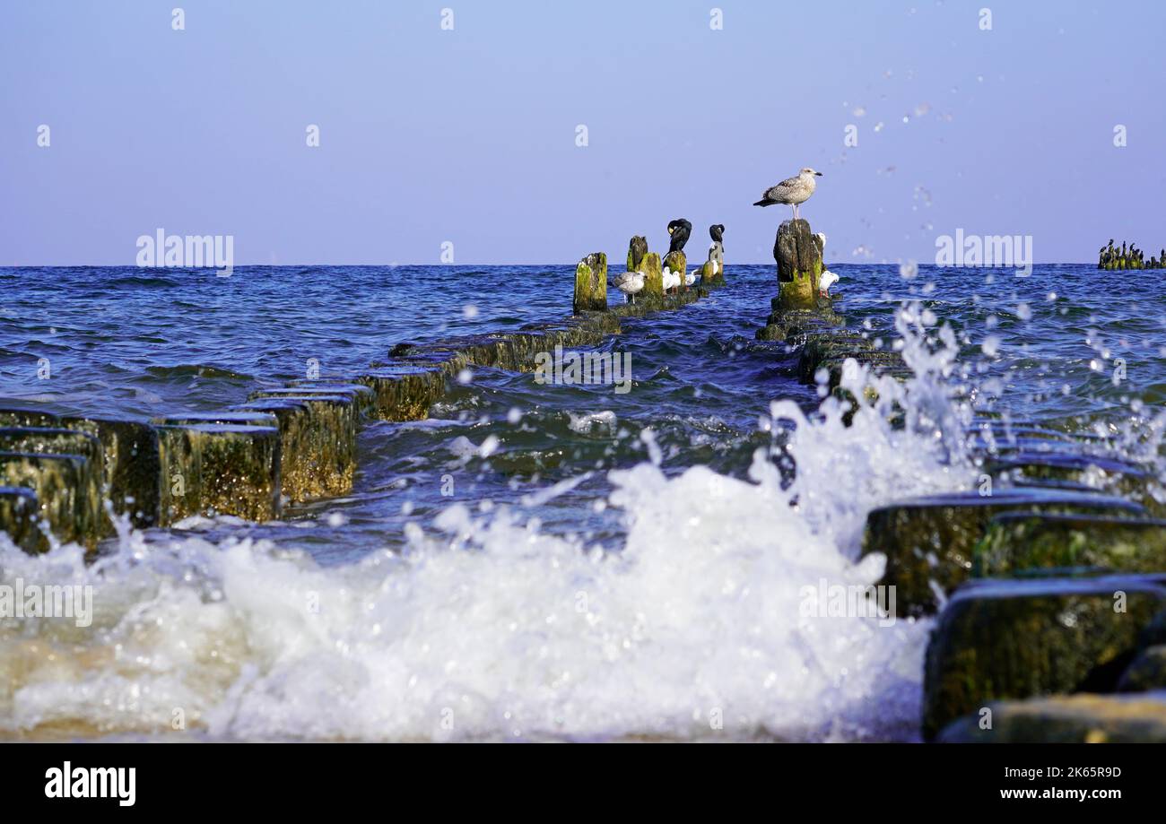 Vari uccelli marini a Usedom sulla costa del Mar Baltico. Foto Stock