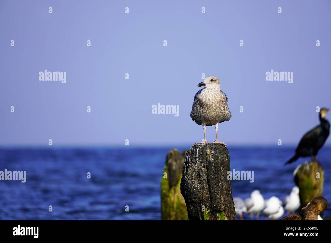 Vari uccelli marini a Usedom sulla costa del Mar Baltico. Gabbiano. Foto Stock