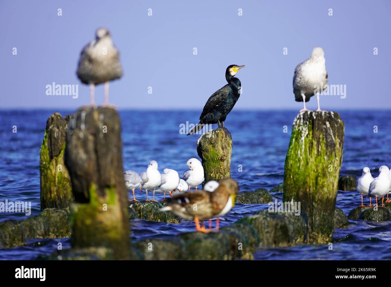 Vari uccelli marini a Usedom sulla costa del Mar Baltico. Cormorano. Foto Stock