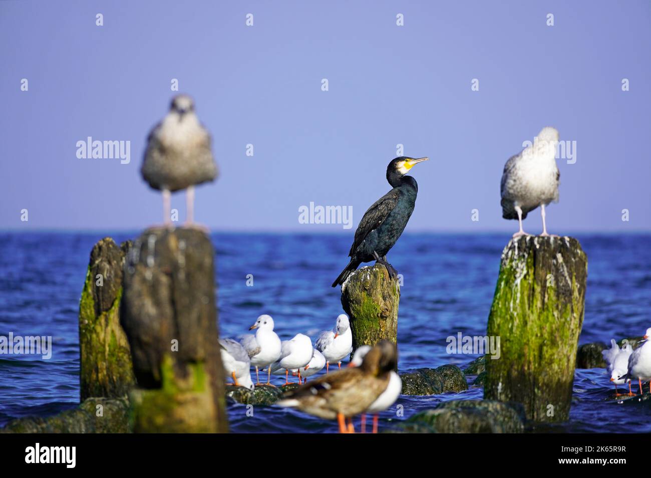 Vari uccelli marini a Usedom sulla costa del Mar Baltico. Cormorano. Foto Stock