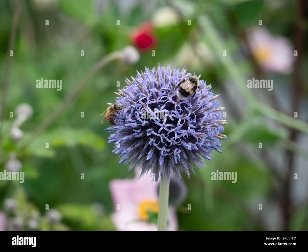 Bumblebee su un cardo globo viola Foto Stock