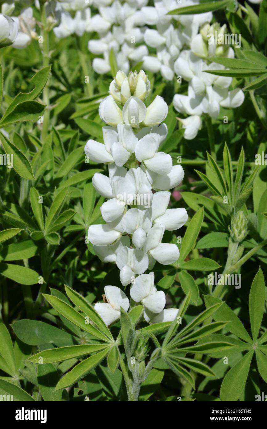 Elegante Lupino (Lupinus nanus 'Snow Pixie') in giardino. Foto Stock