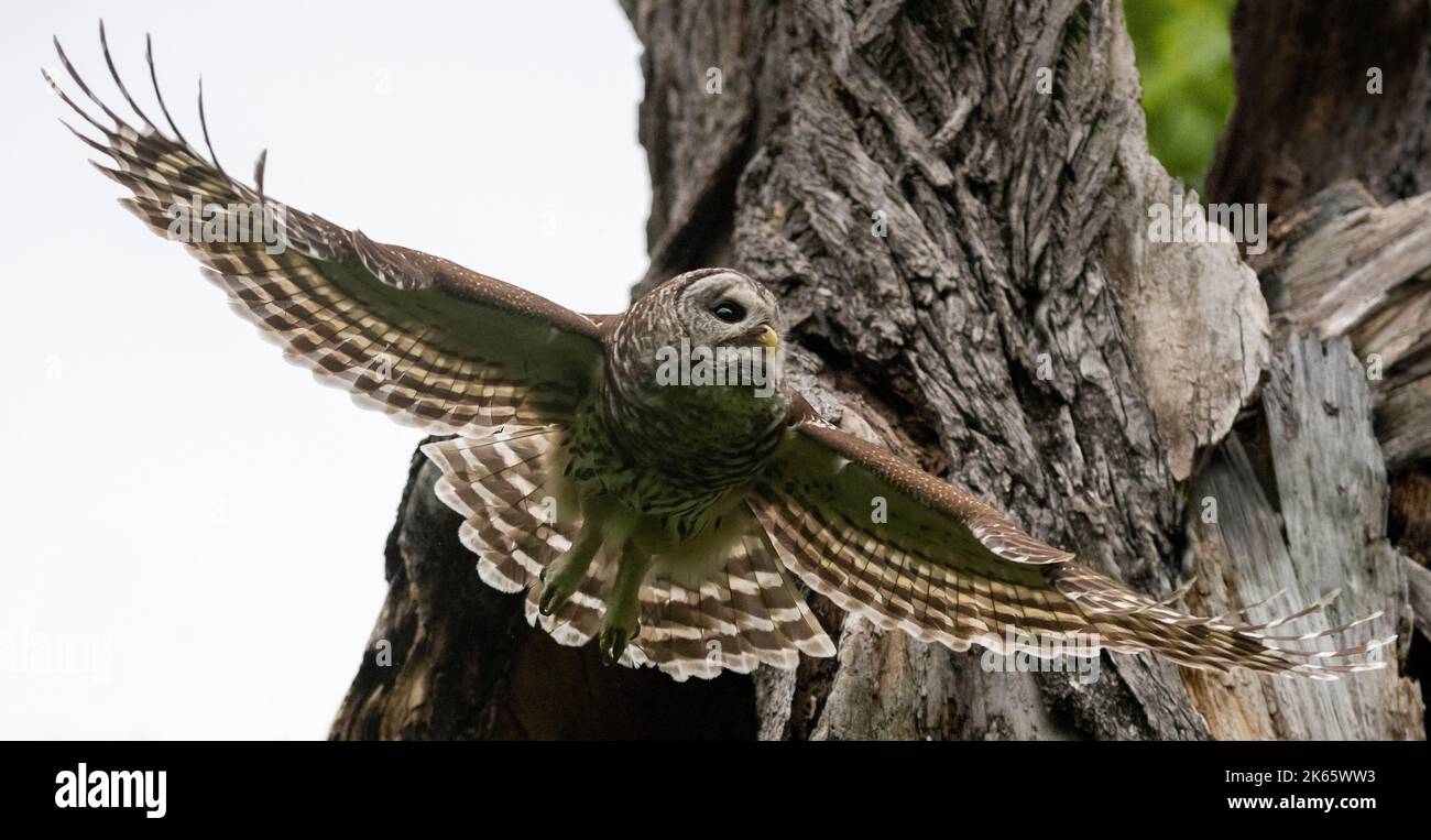 Mama Barred Owl spargendo le sue ali Foto Stock