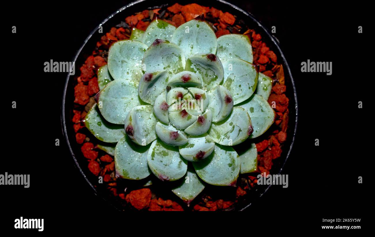 Echeveria chihuahuaensis Claw di gatto isolato su sfondo nero. Pianta succulenta isolata Foto Stock