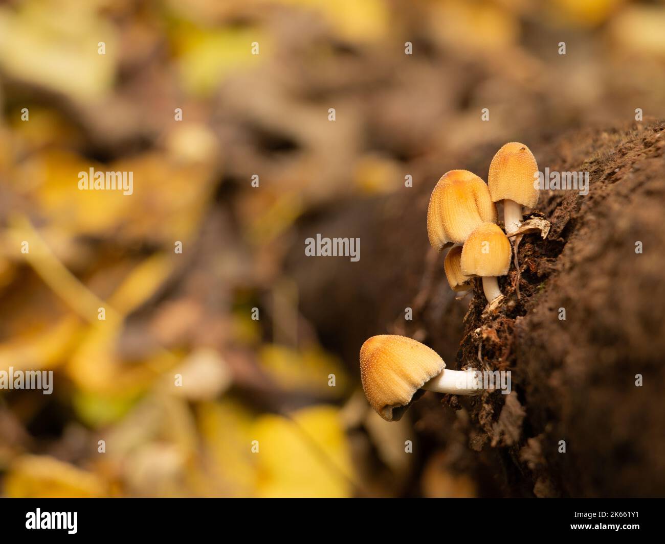 Un fuoco poco profondo dei funghi dorati del coleottero che crescono in una foresta Foto Stock